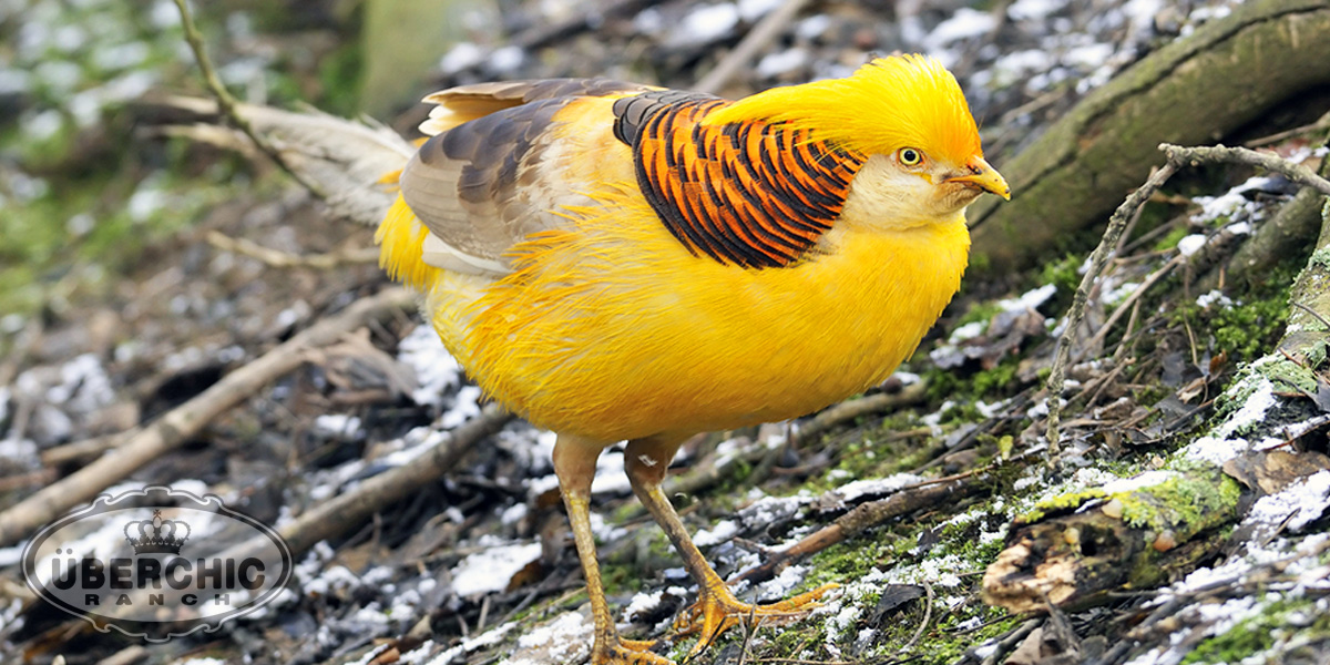 Yellow Golden Pheasant Male